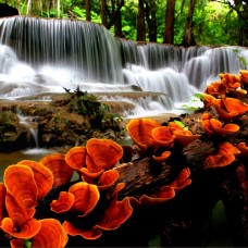 Thi Công Tranh Dán Tường Tại Tam Bình Tam Phú Thủ Đức